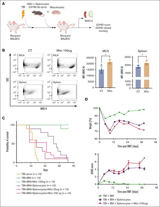 exMito aggravate GVHD-induced mortality. HSCs from the BM (5 × 106 cells) and splenocyte (4 × 106 cells) from C57BL6/J congenic mice expressing CD45.1+ allele were transplanted into BALB/c CD45.2+ mice after TBI conditioning to model aGVHD. At the time of transplantation, the indicated doses of mitochondria were given along with the BM. (A) Graphical representation of the experimental setup. (B) Isolated recipient CD45.2+ cells from the spleen and mesenteric lymph nodes (MLNs) were analyzed for the expression of MHC-II. Donor cells were excluded from analysis using an antibody against CD45.1 Representative dot plots (left) and MFI (right) shown as bar graphs (Mito: mitochondria, 100 μg). (C) Survival curve and (D) illness severity, including weight loss, and GVHD scores. ∗P < .05, ∗∗P < .01, ∗∗∗P < .001, and ∗∗∗∗P < .0001; n, number of animals.