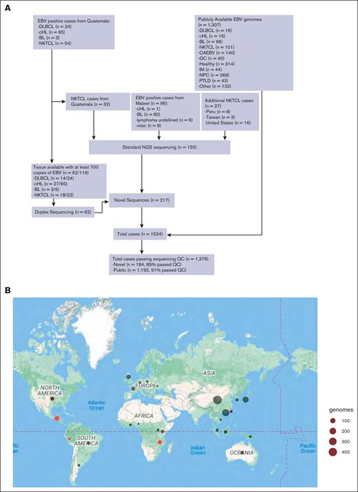Selection of novel and publicly available EBV genomes for analysis. (A) Schematic illustrating the source, histologic type, and number of EBV+ hematologic malignancies from Guatemala, Peru, Malawi, Taiwan, and the United States that underwent EBV-genome sequencing and the source of publicly available reference and cancer-associated EBV genomes that were utilized for this study. (B) Maps demonstrating the country of origin and number of EBV genomes after filtering based on sequence quality. Publicly available EBV genomes are indicated in black, and novel EBV genomes generated by this study are indicated in red. CAEBV, chronic active EBV disease; GC, gastric cancer; IM, infectious mononucleosis; misc, miscellaneous; PTLD, posttransplant lymphoproliferative disorder; QC, quality control.