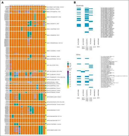 EBV genome variation in intervals encoding prototypic T-cell epitopes is predicted to generate variant peptides with altered binding to class I MHC molecules. (A) Heat map of predicted binding affinity (BA) of 30 prototypic EBV- encoded CD8+ T-cell epitopes (rows) to 16 class I MHC alleles (columns) and of the corresponding peptides encoded by EBV genome variants. The far-right column contains a heat map of the frequency of the EBV genome variant that encodes each peptide in the 1376 EBV genomes meeting predetermined quality metrics in this study. (B) Heat map indicating the presence (blue) or absence (white) of the class I MHC alleles known to present 6 prototypic EBV-encoded peptides to CD8+ T cells in the 50 most frequent class I MHC haplotypes in Guatemala (left) and China (right). The associated class I MHC allele is shown in bold beneath each peptide. NB, no binding; SB, strong binder; WB, weak binder.
