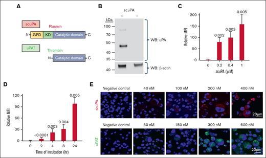 uPA is endocytosed by in vitro–grown MKs and stored in granules. (A) Schematics of the structures of scuPA (top) and uPAT (bottom). Full-length scuPA is composed of (1) an N-terminal growth factor-like domain (GFD, yellow) that binds uPAR; (2) a Kringle domain (K, green) that mediates LRP1-dependent intracellular uptake,36 binding to integrins37,38 and nuclear translocation36; and (3) the protease domain (catalytic domain, gray).39 Site of activation by plasmin is shown in red. uPAT is composed of the protease domain in which 157F158K has been deleted40 to create a thrombin cleavage/activation site (shown in green). (B) Representative WB of lysates of in vitro–grown day-11 MKs in the presence (+) or absence (−) of scuPA (400 nM) added on day 10. WB at the top was with anti-human uPA mouse monoclonal antibody followed by horseradish peroxidase (HRP)-conjugated goat anti-mouse antibody, and bottom shows HPR-conjugated anti–β-actin antibody as a loading control. Size marker is shown to the left of the blot. (C) Dose-dependent uptake of Alexa-568 scuPA by CD34+ MKs. y-axes denote mean fluorescence intensity (MFI) measured by flow cytometry. Mean ± 1 standard deviation (SD) of relative uptake of scuPA compared with the values in its absence. n = 4 independent studies. P values were determined by ordinary 1-way analysis of variance (ANOVA). (D) Same as in panel C but for time course of Alexa-568 scuPA (400 nM) uptake by the CD34+ MKs. (E) Visualization using confocal microscopy of Alexa-568 scuPA (top, red) or Alexa-488 uPAT (bottom, green) endocytosed by day-11 CD34+ MKs for 24 hours starting on day 10 initiation of culture. DAPI (4′,6-diamidino-2-phenylindole; blue) depicts the nuclei. Scale bar is shown.
