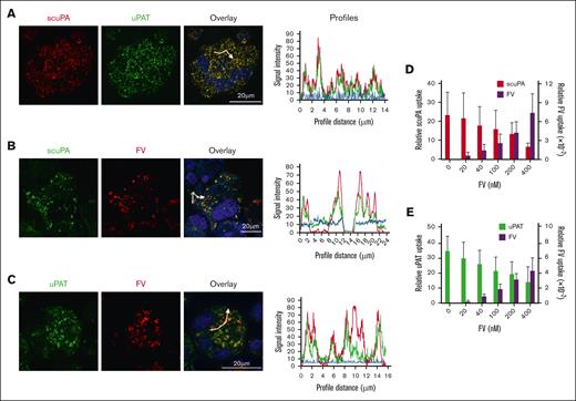 scuPA, uPAT, and FV share an endocytic pathway in CD34+ MKs. (A) Representative confocal images of day-10 CD34+ MKs loaded simultaneously by preincubation with Alexa-568 scuPA (red) and Alexa-488 uPA-T (green) for 24 hours. Nuclear staining by DAPI is in blue. Overlap is in yellow and is shown to the right. Scale bar is shown. Quantitative analysis of overlap is shown in Table 1. (B-C) Similar confocal image studies as in panel A but of CD34+ MKs preincubated with (B) Alexa-488 scuPA or (C) Alexa-488 uPAT for 24 hours and then incubated with Alexa-568 FV for 2 hours (red) on day 11. White segmented lines in overlay images represent profiles along which the intensity of the fluorescence signal in each channel was measured using the ImageJ software. The plotted profiles are presented in right panels. Abscissa indicates the length of the profile in μm. Ordinate indicates relative fluorescence intensity. Coincidence of the peaks might provide clear evidence for colocalization of the signal in indicated channels. (D-E) Uptake of (D) Alexa-488 scuPA or (E) Alexa-488 uPAT, each at 400 nM, by day-11 CD34+ MKs in the absence or presence of Alexa-568-FV (0-400 nM). Abscissa denotes MFI measured by flow cytometry. Mean ± 1 SD are shown. n = 4 independent experiments.