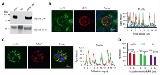 LRP1 mediates uptake of scuPA, uPA-T, and FV by CD34+ MKs. (A) Representative WB, done as in Figure 1B, of lysates from THP-1 cell line as the positive control,43 donor-derived PLTs, and day-11 CD34+ MKs using anti-LRP light chain rabbit polyclonal antibody followed by HRP-conjugated goat anti-mouse antibody and HRP-conjugated anti–β-actin antibody as the loading control. (B) Confocal images of day-11 CD34+ MKs preloaded with scuPA (1 μM) for 24 hours and stained with mouse anti-uPA monoclonal antibody and anti-LRP1 rabbit polyclonal antibody followed by Alexa-488 goat anti-mouse polyclonal antibody (green) and Alexa-555 goat anti-rabbit polyclonal antibody (red) and DAPI nuclear stain (blue). (C) Confocal images of day-11 CD34+ MKs preloaded with Alexa-488 scuPA for 24 hours (green) followed by incubation with Alexa-555 FcRAP for 2 hours (red) on day 11. Scale bar is shown. Profile measurements in panels C-D are as in Figure 2A. (D) Inhibition of scuPA, uPA-T, and FV uptake by FcRAP. Day-11 CD34+ MKs were incubated with Alexa-488 scuPA or Alexa-488 uPAT or Alexa-568 FV (200 nM) in the absence or presence of FcRAP (2 μM) for either 8 or 24 hours, and MFI was measured using flow cytometry. Ordinate denotes percent uptake in the presence of FcRAP relative to in its absence. Mean ± 1 SD is shown. n = 3 to 4 independent studies. Data were analyzed using an ordinary 1-way ANOVA.