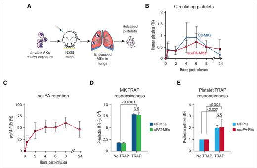 Release of human uPA-PLTs in vivo after infusion of not treated (NT) or scuPA-loaded CD34+ MKs in NSG mice. (A) Schematic representation of intrapulmonary generation in NSG mice of human PLTs from infused CD34+ MKs49 that had or had not been incubated with exogenous uPA variant. (B) Day-12 CD34+ MKs (6 × 106) that had or had not been loaded with Alexa488-scuPA (400 nM) for 24 hours were injected into NSG mice. At each time point, peripheral blood sample was withdrawn and stained with APC-human CD41 and BUV395-mouse CD41 antibodies to measure circulating human PLTs numbers relative to murine PLTs. MFI was measured using flow cytometry. Ordinate denotes percent human PLTs of the total number of human and mouse PLTs measured in the blood sample. CD34+ MKs (blue) or uPA-MKs (red) infused into mice. Mean ± 1 SD is shown. n = 8 (control MKs) and n = 6 (scuPA-MKs). (C) Same experiment as in panel B but scuPA retention was determined as the percent human PLTs that remained Alexa-488 scuPA positive at indicated time points. Mean ± 1 SD is shown. n = 6. (D) Studies of agonist responsiveness for the control MKs vs uPAT-loaded MKs. Flow cytometry studies of the control MKs vs uPAT-loaded MKs at 24 hours after adding uPAT (400 nM) to the medium. P-selectin exposure after activation of the control and uPAT-loaded MKs by human-specific, thrombin receptor activating peptide 6 (TRAP6; 50 μg/mL) was measured using fluorescein isothiocyanate (FITC)-conjugated anti-human CD41 and allophycocyanin (APC)-conjugated anti–P-selectin monoclonal antibody. Mean ± 1 SD is shown. n = 3 per arm. ∗P ≤ .0001 by 1-way ANOVA comparing TRAP responsiveness of NT-MKs vs uPAT-MKs. (E) Studies of agonist responsiveness for the PLTs released in vivo after infusion of NT-MKs vs scuPA-MKs. Flow cytometry studies 6 hours after infusion of the NT-MKs vs uPAT-MKs are shown. P-selectin exposure after activation of the non-treated (NT)-human (h) PLTs and uPAT-hPLTs by (TRAP6, 50 μg/mL) was measured in whole mouse blood using FITC anti-human CD41 and APC anti–P-selectin monoclonal antibody. Mean ± 1 SD is shown. n = 3 per arm. ∗P ≤ .0001 by 1-way ANOVA comparing TRAP responsiveness of NT-MK–derived PLTs vs uPAT-MK–derived PLTs.