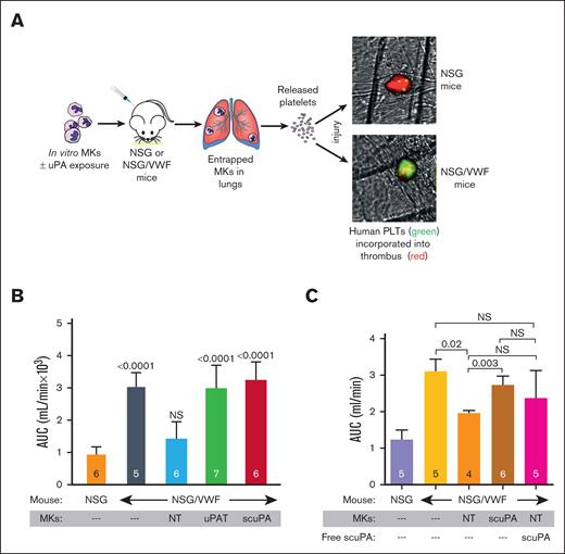 Antithrombotic effects of uPA-PLTs. (A) Schematic representation of the in vivo thrombosis model. Day-12 CD34+ MKs that had been loaded with scuPA or uPAT for 24 hour were injected in NSG or NSG/VWF mice. Infused MKs are trapped in the lung vasculature in which they release PLTs.49 Photochemical intravascular injury is induced by injection of Rose Bengal and exposure to a 540 nm laser.50 Human PLT released from CD34+ MKs (green) are incorporated into the nascent thrombus also containing murine PLTs (red). (B) Area under the curve (AUC) of blood flow over the first 40 minutes after injury. The genotype of the recipient mice and the infusion of CD34+ MKs are shown in the abscissa as well whether the MKs had been incubated with scuPA or uPAT. The mean ± 1 SD and the number of independent experiments are shown in each bar. P values show outcomes in NSG/VWF studies compared with NSG control studies (orange bar) as determined by ordinary 1-way ANOVA analysis. (C) AUC of blood flow over the first 40 minutes after injury. The genotype of the recipient mice and the infusion of CD34+ MKs without or along with scuPA (2 mg/kg) are shown in the abscissa as well as whether the MKs had been incubated with scuPA. The mean ± 1 SD and the number of independent experiments are shown in each bar. P values show outcomes in NSG/VWF studies compared with NSG control mouse (purple bar) as determined by ordinary 1-way ANOVA analysis.