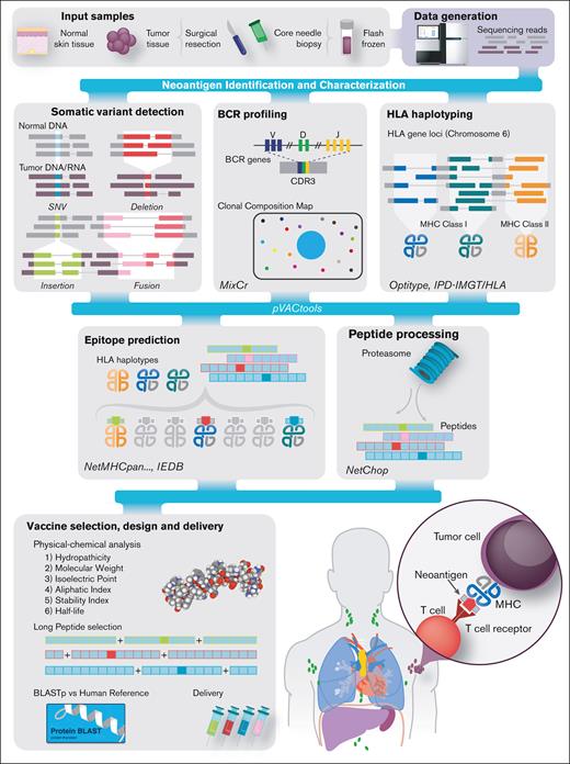 Overview of the FL personalized cancer vaccine pipeline. Patient samples are acquired and then sequenced (top left). Somatic variants of various types, including SNVs (blue), deletions (red), insertions (green), and fusions (pink), are predicted. Sequence data are analyzed to determine HLA types and B-cell clonotypes for each patient. Variant and clonal B-cell peptide sequences are inferred from variants and analyzed with respect to their predicted expression, proteasome processing, and ability to bind the patient’s MHC class I complexes. Candidates are then selected for vaccine design, and additional analyses are performed to assess manufacturability. Bioinformatic tools used for each step are indicated in italics. CDR3, complementarity-determining region 3; IEDB, Immune Epitope Database. Adapted, per CC BY 4.0 (https://creativecommons.org/licenses/by/4.0/), from Richters et al.37