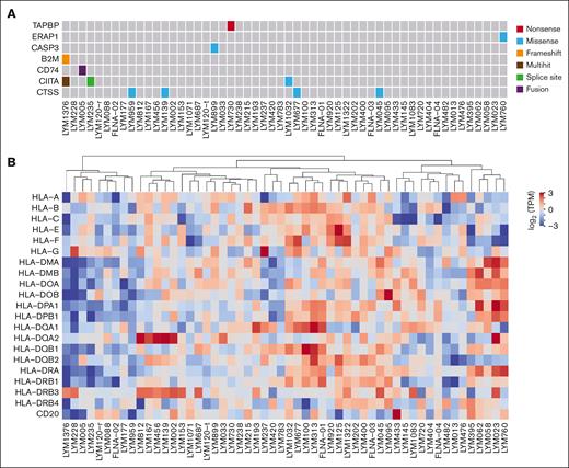 Molecular functional profiling of APM and MHC. (A) Somatic mutations in APM genes. Only 7 mutated genes of the total 32 APM genes considered. (B) Depicts median transformed log2(TPM + 1) RNA expression levels of MHC class I and II genes. ssGSEA, single sample gene set enrichment analysis; TPM, transcripts per million.