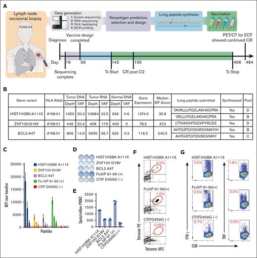 Implementation of neoantigen vaccines in pilot clinical trial. (A) Trial overview and timeline for patient FLNA-04 (see supplemental Figures 11 and 12 for more detailed versions). (B) The table lists all variants that were predicted to result in high-quality neoantigen vaccine candidates along with corresponding HLA allele, selection criteria, long peptide sequence submitted, synthesis success status, and vaccination pool (supplemental Tables 11 and 12). Short epitope sequences that binding predictions were based on are bolded within the long peptide sequences submitted column. (C) Peptide stabilization of selected candidate neoantigens. Various concentrations of peptides were incubated overnight with ICP-47 expressing (TAP deficient) B-cell line expressing HLA A∗68:01 heavy chain, washed and then stained with W6/32 APC. Mean fluorescence intensity (MFI) of cells pulsed with decreasing peptide concentrations were compared with no peptide pulsed control cells to validate predicted peptide stabilization of MHC class I molecule. (D) PBMCs from C6 apheresis were pulsed with vaccinating peptides and cultured for 12 days in vitro and then challenged with predicted short peptides overnight on IFN-γ–coated ELISPOT plates. (E) Bar graph shows triplicate value SPUs per million PBMCs from D12 culture. (F) An example positive antigen-specific CTL enrichment detected by peptide loaded tetramers stained with tetramer PE and tetramer APC gated on live, CD3/CD8DP CTL from D12 CTL. (G) Antigen-specific CTL from D12 cultures were challenged with artificial APCs pulsed with specific peptides, incubated for 6 hours, and then IFN-γ or TNF–expressing CD3/CD8 DP cells were detected by FACS. APC, antigen-presenting cells; CTL, cytotoxic T lymphocyte; D12, day 12; EOT, end of treatment; FACS, fluorescence-activated cell sorting; MT, mutant; PE, phycoerythrin; PET/CT, positron emission tomography-computed tomography; TAP, transporter associated with antigen processing; TNF, tumor necrosis factor; Tx, treatment.