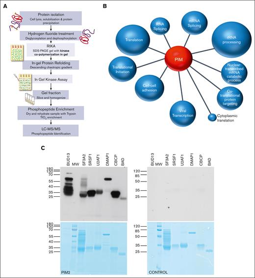 Shotgun RIKA nominates PIM-controlled pathways and potential physiological substrates. (A) RIKA workflow to survey the cellular proteome for protein substrates of PIM1. (B) Top 10 pathways nominated by DAVID analysis of 778 PIM substrates identified in K562 cell extracts. P values were calculated for all PIM involved pathways. The top 10, based on P value and the presence of >10 genes in each pathway, were plotted. Distance of each pathway from center reflects the average enrichment (further = more enriched), and the pathway circle area is proportional to the number of pathway proteins. Gene ontology analysis was performed with DAVID database, as described by Huang et al.35 Kinase substrates identified by mass spectrometry were used for gene overrepresentation analysis. An enrichment P value of < .05 was used in the enriched functional annotation to identify significant biological processes associated with identified kinase substrates. (C) Top, autoradiogram of standard RIKA analysis of recombinant putative PIM substrates. Left, PIM2-containing gel; right, control gel without PIM2; bottom, Coomassie blue-stained RIKA gels from which autoradiograms were obtained. Identical results were obtained with PIM1-containing gels. PIM2 has a lower degree of autophosphorylation compared with PIM1, resulting in higher signal-to-noise in a RIKA.
