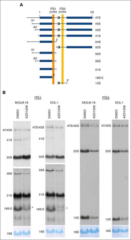 PIM inhibition results in pre-rRNA processing defects. (A) Schematic showing pre-rRNA isoforms and positions of internal transcribed spacer (ITS) 1 (orange vertical bar) and 2 (yellow vertical bar) probes. Mature rRNA sequences within precursors are depicted as blue rectangular boxes, and spacers are depicted as black lines. Adapted from Tafforeau et al29 with permission. (B) Northern blot analysis for AZD1208-treated MOLM-16 and EOL-1 cells using ITS1 (left) and ITS2 (right) probes. Autoradiograms showing ITS1 probe hybridization are presented at 2 different exposures (top and bottom panels) to permit optimal visualization of all rRNA intermediates. ∗aberrant 18S-E intermediate. The 18S rRNA abundance was analyzed by methylene blue staining of northern blot membranes.