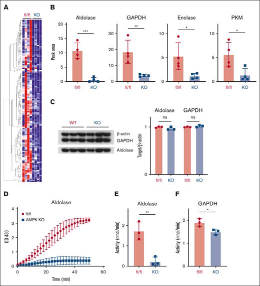 Decreased aldolase activity in AMPK KO T cells. WT vs AMPK KO T cells were transplanted into B6D2F1 recipients, recovered on day 7, and proteins immunoprecipitated from cell lysates using an antibody detecting the phosphorylated AMPK-specific motif LxRxx(pS/pT). Precipitated candidate proteins were subsequently identified via LC-MS and a heat map generated of those recovered at threefold or higher levels in WT vs AMPK KO T cells (A). Representative LC-MS data from the heat map in panel A is shown for the 4 glycolytic enzymes of interest (B). Control protein samples were recovered from day 7 samples before immunoprecipitation and blotted for total levels of candidate proteins aldolase and GAPDH (C). (D-E) WT or AMPK KO T cells were stimulated on CD3/CD28 coated plates for 72 hours, followed by T-cell recovery and measurement of aldolase activity in cell lysates. GAPDH was measured in a similar fashion from T cells recovered on day 7 posttransplant (F). For data in panels A-B, 12× WT and 12× AMPK KO T cells were recovered on day 7 after transplant and divided into 4 groups of 3 recipients each. These 4 groups were then processed as individual replicates through cell lysis, IP, and LC-MS analysis. In panels C,F, n = 3 replicates pooled from ≥9 individual recipients (eg, 3 groups of 3 recipients each). Graphs in panels D-E represent data from 3 separate biological donors. ∗P < .05; ∗∗P < .01; ∗∗∗P < .001. PKM, pyruvate kinase M.