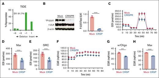 AMPK-deficient human T cells decrease oxidative and glycolytic metabolism in vitro. CD3+ human T cells were purified from the peripheral blood of healthy human donors, electroporated with ribonucleoprotein (RNP) complexes containing the Cas9 protein and a guide RNA (gRNA) targeting human AMPKα1 locus and expanded until day 10 in recombinant human IL-2. (A) Genomic DNA purified from day 10 T cells was used to amplify a 700 bp fragment covering the gRNA target site, followed by Sanger sequencing and decomposition analysis.19 (B) Protein from 1 × 105 day 10 T cells was precipitated with trichloroacetic acid (TCA) followed by immunoblot analysis for specific phosphorylation of ULK-1 on Ser555 by AMPK. (C-H) Day 10 T cells were stimulated overnight with CD3/CD28 dynabeads in physiologic glucose (5.5 mM) and placed on the Seahorse metabolic analyzer (C). Both maximal OCR (D) and SRC (E) were measured simultaneously with ECAR (F-H), including both the response to oligomycin (G) and the maximal ECAR values (H). Plots in panels C,F are representative of 2 independent donors, whereas data in panels D-G are the composite analysis from these 2 donors. ∗∗∗P < .001; ∗∗∗∗P < .0001.