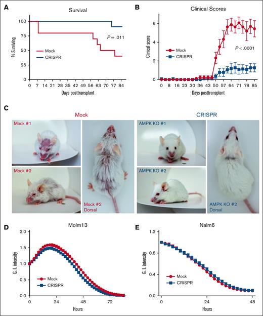 Deletion of AMPK decreases xenogeneic GVHD severity without affecting antileukemia potential. (A-C) A total of 6 × 106 mock or CRISPR-treated human T cells were transplanted with 1 × 106 autologous non–T cells into irradiated NSG recipients, and recipients followed for survival (A) and clinical score (B) to 12 weeks posttransplant. Increased clinical scores were driven by significant skin manifestations, exaggerated fur ruffling, and dramatically hunched posture (representative photographs shown in panel C). To assess antileukemic potential, mock vs CRISPR–treated human T cells were plated at an effector-to-target ratio of 2:1 with GFP+ Molm13 leukemia cells and cytotoxicity measured using an Incucyte analyzer and the loss of Green integrated (G.I.) intensity over time (D). A similar approach was used to measure cytotoxicity of mock vs CRISPR–treated, CD19–targeting CAR T cells placed into Incucyte incubator with GFP+ Nalm6 leukemia cells (E). Ten to 11 mice per group in panels A-B, with clinical manifestations shown for 2 representative animals in panel C. Experiments in panels D-E are representative of similar results using T cells from 2 independent donors.