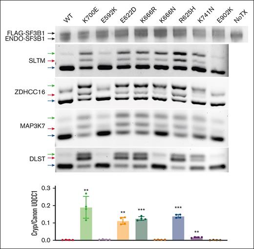 Asymmetric RNA missplicing by distinct SF3B1 mutation hotspots. HEK293T cells were transfected with constructs expressing FLAG-SF3B1 variants. Top row is western blotting with anti-SF3B1 antibody, showing FLAG-SF3B1 and endogenous SF3B1 at similar levels. End point PCR used isoform-competitive primers, with arrows for canonical (blue), cryptic (red), and heteroduplex (green) forms. Cryptic vs canonical UQCC1 was quantified as a ratio between 2 separate isoform-specific quantitative PCRs.