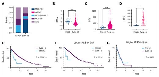 Clinical parameters of MDS patients with the E592K variant of SF3B1. Compared with cases with exon 14-16 mutations, patients with E592K have (A) higher fractions of MDS-SLD/MLD, MDS-EB, and AML, (B) higher IPSS-M, (C) lower platelets, (D) nearly-absent RS, and (E) lower overall survival which is retained in (F) lower IPSS-M score groups. Outcomes are similarly poor for E592K and exon 14-16 patients in (G) higher IPSS-M score groups.