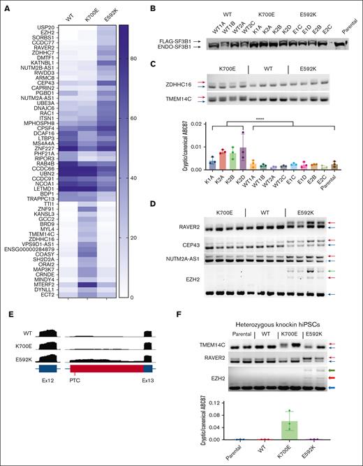 E592K induces unique RNA missplicing events. TF1 cells transduced with different SF3B1 variants were analyzed by RNA-seq, with (A) highest-scoring ΔPSIs shown. (B) Western blot with anti-SF3B1 antibody. (C) End point PCR/quantitative PCR validation of K700E–specific missplicing events. (D) Validation of E592K-specific events. (E) RNA-seq reads from TF1 cells showing the cryptic event in EZH2. (F) Orthogonal validation of missplicing in heterozygous SF3B1 knockin hiPSCs. PTC, premature termination codon.