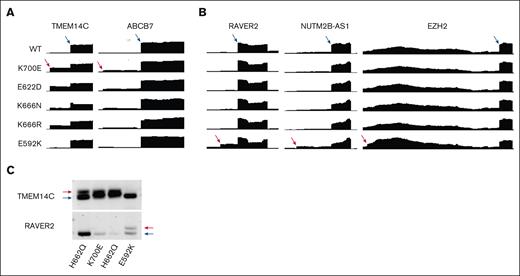 E592K exhibits unique RNA missplicing in primary MDS samples. RNA-seq read distribution in the MLL cohort shows that E592K exhibits (A) canonical TMEM14C and ABCB7 missplicing and (B) cryptic RAVER2, NUTM2B-AS1, and EZH2 missplicing. (C) Distinct TMEM14C and RAVER2 missplicing was validated in marrow CD34+ cells from an independent patient by end point PCR.