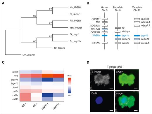 The evolution of JAGN1 gene and the expression patterns of its homologs in zebrafish. (A) A neighbor-joining phylogenetic tree of JAGN1 proteins performed with 1000 bootstrap replications. Branch labels represent consensus support in percentage. (B) Schematic comparison of genomic synteny between human JAGN1 and zebrafish jagn1a and jagn1b loci. (C) Heat map representing gene expression levels in sorted endothelial (EC-1, EC-2) and HSPCs (HSPC-1, HSPC-2) of draculin:mCherry embryos. (D) Representative picture of a GFP+ neutrophil with JAGN1 detection and DAPI staining after immunostaining against JAGN1 and GFP on a 2 dpf transgenic tg(mpo:gfp) reporter embryo. DAPI, 4′,6-diamidino-2-phenylindole; Dm, Drosophila melanogaster; Dr, Danio rerio; Hs, Homo sapiens; Mm, Mus musculus; Ol, Oryzias latipes; Pt, Pan troglodytes; Rn, Rattus norvegicus.