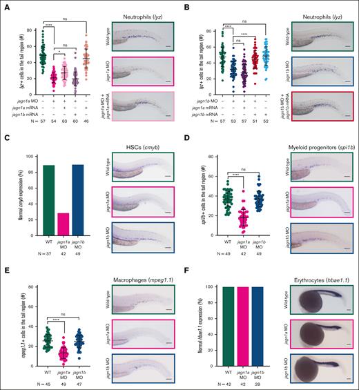Jagn1a and Jagn1b have distinct and nonredundant functions in zebrafish hematopoiesis. (A-B) Effect of jagn1a (A) or jagn1b (B) downregulation on neutrophil counts and the rescue with jagn1a and jagn1b mRNA. The left panels show a quantitative analysis of the cells expressing the neutrophil marker lysozyme C (lyz), stained using WISH. The neutrophils were quantified after interfering with jagn1a (jagn1a MO) or jagn1b function (jagn1b MO), the subsequent rescue with full-length jagn1a or jagn1b mRNA, and jagn1a or jagn1b mRNA overexpression alone. The right panels show representative images of WISH for lysozyme C (lyz) in 2.25 dpf wild-type embryos or jagn1a and jagn1b morphants with or without overexpression of jagn1a or jagn1b mRNA. (C-F) Effect of jagn1a and jagn1b downregulation on other hematopoietic cells. The left panels show quantitative analyses of stained cells with WISH against hematopoietic cell-specific markers. The right panels show representative images of the WISH-stained embryos. The cells were stained against (C) cmyb, staining HSCs, (D) spi1b, staining myeloid progenitors, (E) mpeg1.1, staining macrophages in 2.25 dpf embryos and (F) hbae1.1 staining erythrocytes in 1 dpf embryos. (C,F) Comparison of the percentage (%) of normal gene expression pattern between wild-type, jagn1a and jagn1b morphants. (D-E) Numbers of stained cells in the hematopoietic region. Each dot in panels A-B,D-E represents the number of cells in the hematopoietic tissue of an individual 2.25 dpf embryo. Data are presented as mean ± standard deviation. The data represent the combined results from 2 to 3 independent experiments. N represents the total number of analyzed embryos. (A-E) Images were taken with 10× magnification. Scale bars represent 100 μm. (F) Images were taken with 8× magnification. Scale bars represent 100 μm. ns, not significant; ∗P < .05; ∗∗∗∗P < .0001.