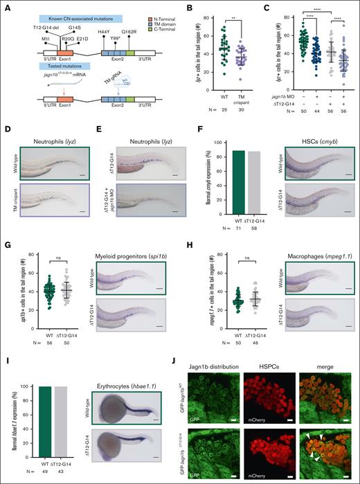 Expression of zebrafish Jagn1bΔT12-G14 results in neutropenia, without affecting other hematopoietic cells. (A) Top panel shows a schematic representation of identified CN-associated mutations in human JAGN1 gene. The bottom panel shows the tested mutations with the corresponding approach in this study. Note, to mimic the deletion (ΔT12-G14) we overexpressed jagn1bΔT12-G14 mRNA. Further, we targeted the transmembrane domain using CRISPR/Cas9 gene editing to introduce a truncating mutation. (B-C) Quantitative analysis of the cells expressing the neutrophil marker lysozyme C (lyz), stained with WISH in (B) jagn1b TM crispants and (C) after jagn1bΔT12-G14 overexpression alone or in combination with jagn1b morpholino. Each dot represents the number of cells in the hematopoietic tissue of a 2.25 dpf individual embryo. Data are presented as mean ± standard deviation. The data represent combined results from 2 independent experiments. N represents the total number of analyzed embryos. (D-E) Representative images of lyz+ neutrophils in (D) TM crispants and (E) after overexpression of jagn1bΔT12-G14 alone or in combination with jagn1b morpholino. Images were taken with 10× magnification. Scale bars represent 100 μm. (F-I) Effect of overexpression of jagn1bΔT12-G14 on other hematopoietic cells. The left panels show quantitative analyses of stained cells with WISH against hematopoietic cell-specific marker. The right panels show representative images of the WISH-stained embryos. The cells were stained against (F) cmyb, (G) spi1b, (H) mpeg1.1 all 3 in 2.25 dpf embryos and (I) hbae1.1 in 1 dpf embryos. (F,I) Comparison of the percentage (%) of normal gene expression pattern between wild-type embryos compared to that carrying jagn1bΔT12-G14 mutation. (G-H) Numbers of stained cells in the hematopoietic region. Each dot represents the number of cells in the hematopoietic tissue of an individual 2.25 dpf embryo. Data are presented as mean ± standard deviation. The data represent combined results from 2 independent experiments. N represents the total number of analyzed embryos. Pictures were taken with 8× to 10× magnification. Scale bars represent 100 μm. (J) Representative images of intracellular Jagn1 protein localization (GFP signal) after overexpression of gfp-jagn1bWT and gfp-jagn1bΔT12-G14 mRNA in draculin:mCherry-positive HSPCs at 20 hours postfertilization (hpf). ns, not significant; ∗∗P < .01; ∗∗∗∗P < .0001.