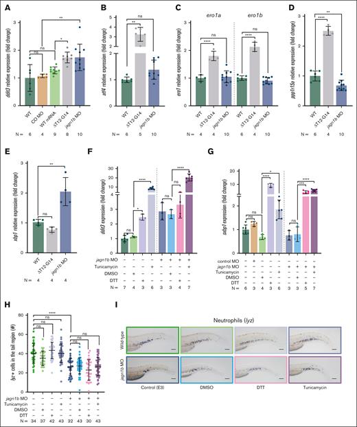 Deregulation of Jagn1b results in UPR activation, but UPR induction alone is not sufficient to induce neutropenia in zebrafish. (A-E) Relative expression levels (fold change) of UPR-associated genes measured with quantitative RT-PCR after interference with jagn1b by overexpressing jagn1bΔT12-G14 mRNA or inhibiting jagn1b with morpholino. Relative expression levels of (A) ddit3, coding the UPR marker Chop, (B) atf4, (C) ero1a and ero1b, (D) ppp1r15a, and (E) xbp1 were measured, corresponding groups are indicated. Expression levels were normalized to the housekeeping gene b-actin and fold change was calculated with respect to the expression levels of wild-type embryos. Each dot represents the value of the relative expression of 1 sample. Data are presented as mean ± standard deviation. The data represent combined results from 2 to 3 independent experiments. N represents the total number of analyzed complimentary DNA samples. (F-G) Relative expression (fold change) quantified by quantitative RT-PCR, normalized to the housekeeping gene b-actin and fold changes were calculated respect the expression levels of wild-type embryos of (F) UPR-marker ddit3 (G) and spliced xbp1 after UPR induction with tunicamycin (1 μg/mL), DTT (0.7 mM) or DMSO control (0.7%) alone or in combination with jagn1b morpholino. Data are presented as mean ± standard deviation. Each dot represents the value of relative expression of one sample. The data represent combined results from 2 to 3 independent experiments. N represents the total number of analyzed complimentary DNA samples. (H-I) Effect of chemically induced UPR on neutrophil counts. (H) Quantification of lyz+ neutrophils stained with WISH after UPR induction with tunicamycin (1 μg/mL), DTT (0.7 mM) or DMSO control (0.7%) alone or in combination with jagn1b morpholino. Each dot represents the number of cells in the hematopoietic tissue of a 2 dpf individual embryo after 24 hours of treatment. Data are presented as mean ± standard deviation. The data represent the combined results from 2 to 3 independent experiments. N represents the total number of analyzed embryos. (I) Representative images were taken with 10× magnification. Scale bars represents 100 μm. ns, not significant; ∗P < .05; ∗∗P < .01; ∗∗∗P < .001; ∗∗∗∗P < .0001.