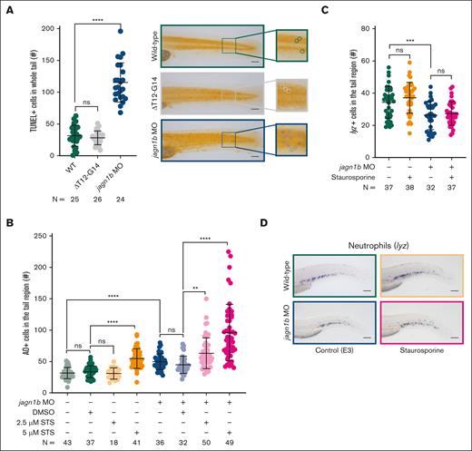 Apoptosis is increased upon jagn1b knockdown, but it is not sufficient to induce neutropenia. (A) Assessment of TUNEL+ apoptotic cells upon jagn1b interference. The left panel shows the quantification of the TUNEL+ cells in the whole trunk region of 2.25 dpf embryos after overexpression of jagn1bΔT12-G14 or jagn1b morpholino. Data shows mean and standard deviation. Each dot represents the number of TUNEL+ cells in the tail region of an individual embryo. The data represent the combined results from 2 independent experiments. N represents the total number of analyzed embryos. The right panel shows representative images of the tail region of wild-type, jagn1bΔT12-G14 embryos, and jagn1b morphants. Images were taken with 10× magnification. Scale bars represent 100 μm. The square at the right of each image represents a magnification of the marked tail region where each apoptotic cell is encircled. (B) Apoptosis induction in staurosporine-treated embryos using AO staining. Quantification of AO-positive apoptotic cells in the tail region of 2 dpf wild-type embryos and jagn1b morphants treated with DMSO, or staurosporine (STS). Each dot represents the number of AO+ cells in the tail region of an individual 2 dpf embryo. Data are presented as mean ± standard deviation. The data represent the combined results from 3 independent experiments. N represents the total number of analyzed embryos. (C-D) Effect of staurosporine-induced apoptosis on the neutrophil count. (C) Quantification of lyz+ neutrophils stained with WISH after apoptosis induction with staurosporine (5 μM) alone or combined with jagn1b morpholino. Data are presented as mean ± standard deviation. Each dot represents the number of stained cells in the hematopoietic region of an individual 2 dpf embryo. The data represent the combined results from 2 independent experiments. N represents the total number of analyzed embryos. (D) Representative images were taken with 10× magnification. Scale bars represent 100 μm. ns, not significant; ∗∗P < .01; ∗∗∗P < .001; ∗∗∗∗P < .0001.