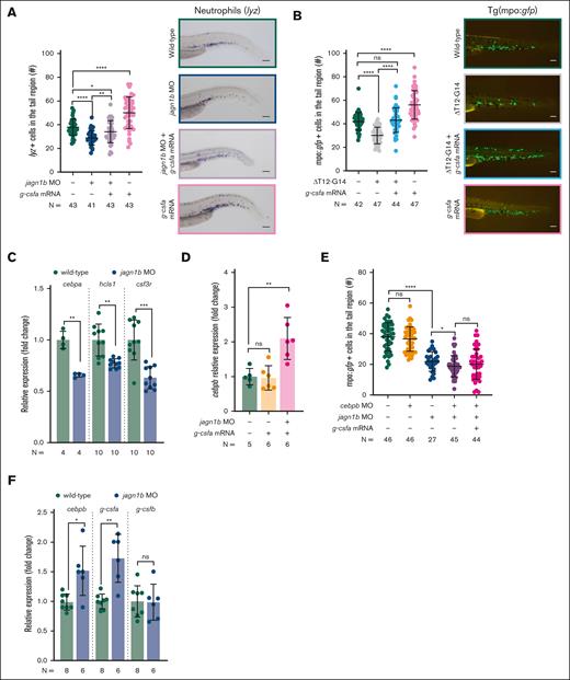 Jagn1b deregulation affects steady-state and emergency granulopoiesis. (A-B) G-csfa rescue after jagn1b interference. (A) G-csfa rescue in jagn1b morphants. The left panel shows the quantification of lyz+ neutrophils stained with WISH after g-csfa overexpression in 2.25 dpf wild-type embryos and jagn1b morphants. Right panel shows representative images taken with 10× magnification. Scale bars represent 100 μm. (B) G-csfa rescue in jagn1bΔT12-G14 embryos. The left panel shows the quantification of mpo:gfp+neutrophils after g-csfa overexpression in 2.25 dpf wild-type and jagn1bΔT12-G14 embryos. Right panel shows representative images taken with 8× magnification. Scale bars represent 100 μm. (C) Relative expression (fold change) of cebpa, hcls1 and csf3r in wild-type embryos and jagn1b morphants, quantified by quantitative RT-PCR, normalized to the housekeeping gene b-actin. Fold change was calculated in respect to the wild-type expression. (D) Relative expression (fold change) of cebpb after g-csfa overexpression in wild-type embryos and jagn1b morphants, quantified by quantitative RT-PCR, normalized to the housekeeping gene b-actin. Fold change was calculated in respect to the WT expression. (E) Quantification of mpo:gfp+ neutrophils after interfering with the function of jagn1b (jagn1b MO), cebpb (cebpb MO) and overexpression of g-csfa (g-csfa mRNA) alone or in combination. (F) Relative expression (fold change) of cebpb, g-csfa and g-csfb in wild-type embryos and jagn1b morphants, quantified by quantitative RT-PCR and normalized to b-actin. The fold change difference was calculated respective to the wild-type expression. (A-B,E) Each dot represents the number of cells in the hematopoietic tissue of a 2.25 dpf individual embryo. Data are presented as mean ± standard deviation. The data represent combined results from 2-3 independent experiments. N represents the total number of analyzed embryos. (C,D,F) Each dot represents the relative expression of 1 analyzed sample. Data are presented as mean ± standard deviation. The data represent combined results from 2 to 3 independent experiments. N represents the total number of analyzed biological samples. ns, not significant; ∗P < .05; ∗∗P < .01; ∗∗∗P < .001; ∗∗∗∗P < .0001.