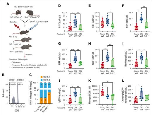 Age-associated TNF inflammation increases myeloid progenitor differentiation in female mice 8 weeks after BMT with WT and Tet2–/– HSPCs. (A) Experimental design and representative flow cytometric data showing CD45+ T-cell–depleted (TCD) BM donor cells transplanted in mice conditioned with busulfan. Young (6 months) and old (18-22 months) C57Bl/6-J WT and old TNF–/– animals received 80 mg/kg busulfan and received transplantation with 2 × 106 TCD-BM cells from young CD45.1+ WT and CD45.2+Tet2–/– mice. (B) Histogram showing percentage of CD45.1+ WT and CD45.2 Tet2–/– donor cells transplanted into recipient mice. (C) Ratio of CD45.2+Tet2–/– to CD45.1+ WT leukocytes in the BM of recipient mice 8 weeks after BMT. (D-I) Flow cytometric analyses showing absolute counts of HSPC (D), common myeloid progenitor (CMP) cells (E), monocyte-dendritic progenitor (MDP) cells (F), granulocyte-monocyte progenitor (GMP) cells (G), common monocyte progenitor (cMoP) cells (H), and mature monocytes (I). (J) Absolute count of Ly6Chigh inflammatory monocytes. (K) Geometric mean of CX3 chemokine receptor 1 (CX3CR1) in BM monocytes. (L) Absolute counts of circulatory Ly6Chigh monocytes. Statistical significance determined by 1-way analysis of variance (ANOVA). ∗P ≤ .05; ∗∗P ≤ .01; ∗∗∗P ≤ .001; ∗∗∗∗P ≤ .0001. ELISA, enzyme-linked immunosorbent assay; MFI, geometric mean fluorescence intensity.
