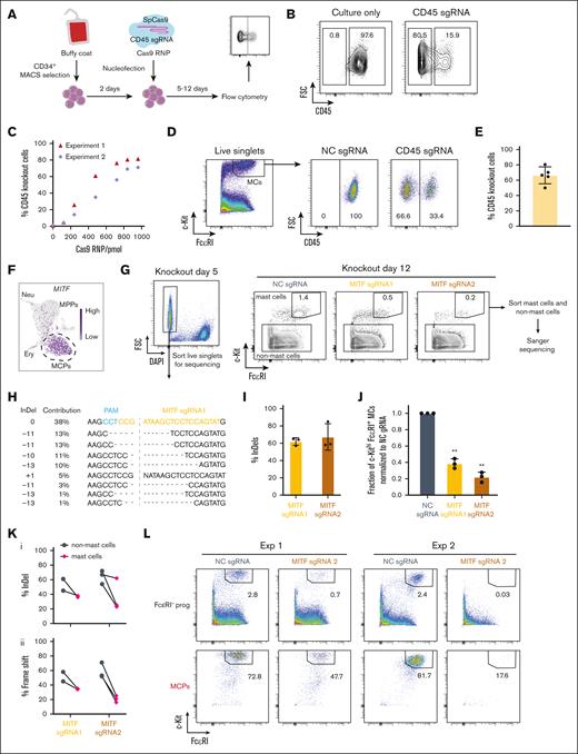 MITF is required for human mast cell differentiation. (A) Overview of the CRISPR/Cas9 RNP knockout strategy. (B) Representative flow cytometry plots showing the ablation of CD45 5 days after electroporation. Cells gated on live singlets. (C) The percentage of CD45-deficient cells with increasing doses of Cas9 RNP. Two independent experiments are shown. Analysis of cells by flow cytometry 5 days after electroporation. (D) Representative flow cytometry plots showing the frequency of CD45– and CD45+ mast cells after genetic knockout. (E) The frequency of CD45-deficient mast cells assessed by flow cytometry. Analysis was conducted on day 11 or day 12 after electroporation, with Cas9 RNP dosages of 780 to 960 pmol. Each dot in panel E represents 1 independent experiment. (F) Single-cell RNA-sequencing data visualized using the UMAP embedding. The gene expression level of MITF is plotted in the hematopoietic progenitor landscape. MPPs, neutrophil (Neu) progenitors, erythoid (Ery) progenitors, and MCPs are annotated. (G) The left panel shows a representative flow cytometry analysis plot of in vitro–differentiated CRISPR/Cas9-modified CD34+ progenitors 5 days after electroporation with MITF sgRNA. The right panels show representative flow cytometry analysis plots of the cells 12 days after electroporation. Cells gated on live singlets. (H) Example sequencing results of the sorted live cells after electroporation with MITF sgRNA1. Data generated by the Inference of CRISPR Edits (ICE) software based on the Sanger sequencing results of the polymerase chain reaction amplicon. (I) Gene editing efficiency shown as percentage of insertions-deletions (InDels) of MITF sgRNA1 and sgRNA2 in live cells sorted 5 days after electroporation. (J) Fraction of c-Kithi FcεRI+ mast cells normalized to NC (negative control) sgRNA in live singlets 12 days after electroporation. Two-tailed 1 sample t test, hypothetical value is 1. The NC sgRNA condition refers to nontargeting sgRNA. The cells were cultured without interleukin-3 (IL-3) during the second week, apart from in 1 of the independent experiments in which IL-3 was present. (K) Editing efficiency calculated by percentage of InDel (Ki) and percentage of frameshift (Kii) in the mast cell population and the non-mast cell population within individual samples. Cells were analyzed 12 days after electroporation. The editing efficiency was analyzed in 2 independent experiments using MITF sgRNA1 and 3 independent experiments using MITF sgRNA2. (L) Flow cytometry plots showing the 2 outputs of sorted FcεRI– progenitors and MCPs 12 days after electroporation with MITF sgRNA2, followed by differentiation into mast cells. Cells gated on live singlets. DAPI, 4′,6-diamidino-2-phenylindole; FSC, forward scatter; MACS, magnetic-activated cell sorting; MC, mast cell; NC, negative control; PAM, protospacer adjacent motif.
