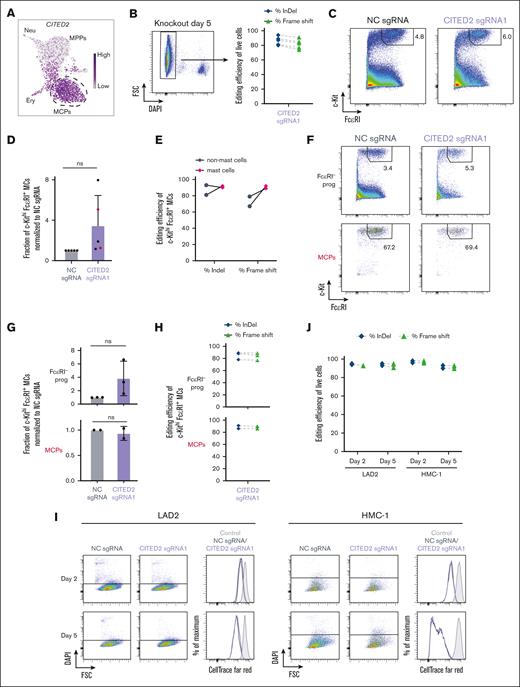 CITED2 is dispensable for human mast cell differentiation, survival, and proliferation. (A) Single-cell RNA-sequencing data visualized using the UMAP embedding. The gene expression level of CITED2 is plotted in the hematopoietic progenitor landscape. (B) Editing efficiency shown as percentage of InDels and percentage of frameshift mutations for CITED2 sgRNA1 of live cells sorted 5 days after electroporation. Five independent experiments were performed. (C) Flow cytometry analysis of mast cells 12 days after electroporation with CITED2 sgRNA1 in CD34+ cells. Representative of 5 independent experiments. Live single cells are shown. (D) The fraction of mast cells 11 to 12 days after electroporation. The results show the frequency of c-Kithi FcεRI+ mast cells (among live singlets) in the CITED2 sgRNA1 sample normalized to the corresponding NC sgRNA sample. The cell culture medium was supplemented with IL-3 during the second week in 2 of the 5 experiments. Two-tailed 1 sample t test, hypothetical value is 1. The experiments highlighted with red dots were analyzed with regards to editing efficiency in panel E. (E) Editing efficiency of percentage of InDels and percentage of frameshift for CITED2 sgRNA1 of c-Kithi FcεRI+ mast cells and non-mast cells within individual samples sorted 12 days after electroporation. Two independent experiments were performed. (F) Representative flow cytometry plots showing the frequency of mast cells derived from sorted FcεRI– progenitors and MCPs 12 days after electroporation with CITED2 sgRNA1. (G) The fraction of mast cells after electroporation and culture of sorted FcεRI– progenitors and MCPs. The results show the frequency of c-Kithi FcεRI+ mast cells (among live singlets) in the CITED2 sgRNA1 sample normalized to the corresponding NC sgRNA sample. The plots show 3 independent experiments in which CITED2 was knocked out in sorted FcεRI– progenitors and 2 independent experiments in which CITED2 was knocked out in sorted MCPs. Two-tailed 1 sample t test, hypothetical value is 1. (H) Editing efficiency shown as percentage of InDel and percentage of frameshift of CITED2 sgRNA1 in c-Kithi FcεRI+ mast cells derived from FcεRI- progenitors (upper panel) and MCPs (lower panel). (I) Flow cytometry plots and histograms showing the survival and the proliferation of LAD2 and HMC-1 electroporated with NC sgRNA and CITED2 sgRNA1, respectively. Representative of 2 independent experiments. Control (gray) refers to all live cells analyzed after staining with CellTrace Far Red and incubating the cells in the fridge. Live single cells are shown. (J) Editing efficiency shown as percentage of InDel and percentage of frameshift in LAD2 and HMC-1 in 2 independent experiments. The NC sgRNA condition refers to nontargeting sgRNA. ns, nonsignificant.