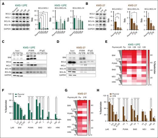 Increased expression of antiapoptotic proteins characterizes the acquisition of venetoclax resistance. (A-B) Western Blot (WB) analysis of BCL-2, MCL-1, BCL-XL, and BCL-W in parental cells and clones of KMS12PE model (A) and KMS27 model (B). Glyceraldehyde-3-phosphate dehydrogenase (GAPDH) was used as a loading control. Protein expression densitometry values were calculated using ImageJ. Ratios of BCL-2 vs other antiapoptotic proteins in parental and resistant clones are also illustrated. Error bars represent the standard deviation (SD) of at least duplicate results. (C) Immunoprecipitation (IP) for BIM in parental cells and clones 12A and 12D of KMS12PE model, followed by western blot for BIM, BCL2, MCL-1, BCL-W, and BCL-XL. GAPDH was used as a loading control. (D) IP for BIM in parental cells and clone 27B of KMS27 model. (E-H) BH3 profiling was performed on parental cells and resistant cells using a plate-based BH3 profiling assay and several doses of indicated peptides. Each experiment was performed in triplicate. The heat map for panels E,G represents mean of % depolarization from 1 experiment performed in triplicate in all indicated cells. The bar graph for panels F,H represents percentage of depolarization in parental and representative clones (clone 12A in panel F and clone 27B in panel H). Two-way analysis of variance (ANOVA) test was used to calculate statistical significance. ∗P ≤ .05; ∗∗P ≤ .01; ∗∗∗P ≤ .001; ∗∗∗∗P ≤ .0001. BAD, BCL2 and BCL-XL dependency; HRK, BCL-XL dependency; MS1, MCL1 dependency; PUMA/BIM, promiscuous peptides.