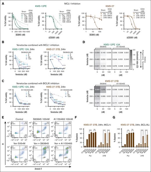 Dual targeting of BCL2 antiapoptotic members synergistically inhibits cell proliferation of venetoclax-resistant cells. (A) Parental cells and venetoclax-resistant clones were treated with increasing doses of MCL-1 inhibitors (S63845 and AZD5991) for 48 hours. Cell viability was evaluated using CTG and it is expressed as a percentage of cell viability from untreated cells. IC50 values are also shown. (B-C) Venetoclax-resistant clones (KMS12PE clone 12A and KMS27 clone 27B) were treated for 24 hours with a combination of venetoclax and MCL1 inhibitor, S63845 (B), or BCL-XL inhibitor, A-1155463 (C). Cell viability was assessed by CTG assay and represented as percentage of cell viability compared with each untreated control. Two-way ANOVA test was used to calculate statistical significance compared to venetoclax single agent. Data represent mean ± SD; n = 3. (D) Synergism analysis was performed with the CalcuSyn software. Combination index (CI) is represented in the heat map. CI = 1 additive, CI < 1 synergistic, and CI > 1 antagonistic. (E-G) Venetoclax-resistant clone (KMS27 model) were treated with a combination of different BH3 mimetic drugs for 24 hours and apoptosis was measured by flow cytometry after annexin V and propidium iodide staining. One representative experiment in resistant clones is shown in panel E. The bar graph in panels F-G represents the mean percentage of apoptosis (annexin V-positive cells) from 2 independent experiments. SV100: S63845 100 nM + venetoclax 100 nM, SV500: S63845 100 nM + venetoclax 500 nM, AV100: A-1155463 100 nM + venetoclax 100 nM, AV500: A-1155463 100 nM + venetoclax 500 nM. Two-way ANOVA test was used to calculate statistical significance between combination treatment with venetoclax single agent.