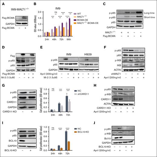 The CBM complex impedes the BCMA-induced activation of NF-κB. (A-C) Flag-BCMA protein was overexpressed in MALT1-KO IM9 cells. BCMA expression was detected by WB assay (A). Cell viability of these cells was detected for 4 consecutive days by CCK-8 assay (B). WB analysis of p65 and p-p65 in cells treated as indicated in the panel. GAPDH was used as control (C). (D) BCMA-overexpressing cells were treated with Mi-2 for 4 hours, and p-p65 was detected by WB assay. GAPDH was used as control. (E) IM9 or H929 cells were treated with APRIL (200 ng/mL) in absence or presence of Mi-2 (1.5 μM) for 4 hours, p-p65 was detected by WB assay. (F) RPMI8226 cells with shMALT1 and scramble were cultured with APRIL (200 ng/mL) for 4 hours, and levels of p-p65 and p-IκB level were detected by WB assay. (G-H) IM9 cells were transduced with sgRNA targeting CARD11. The protein expression level of CARD11 was detected by WB (left), and cell viability of these cells was assessed by CCK-8 assay (right) (G). p-p65 and p-IκB were detected by WB assay in absence or presence of APRIL (200 ng/mL) (H). I-J. IM9 cells were transduced with sgRNA targeting BCL10. The protein expression level of BCL10 was detected by WB (left), and cell viability of these cells was assessed by CCK8 assay (right) (I). p-p65 and p-IκB were detected by WB assay in absence or presence of APRIL (200 ng/mL) (J). ns, P > .05; ∗P < .05; ∗∗P < .005; ∗∗∗P < .001; and ∗∗∗∗P < .0001.