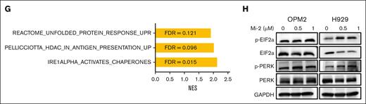 Mi-2 induces the immunogenic cell death via ER stress. (A-D) MM cells were treated with indicated concentrations of Mi-2 for 24 hours. The CRT expression was measured by flow-cytometric analysis, the bar graph shows the FC of CRT’s mean fluorescence intensity (MFI) compared with that of DMSO (A). The ATP released was assessed by ATP assay kit, the bar graph shows the FC of ATP compared with that of DMSO (B). The HSP70 and HSP90 protein exposure were measured by flow-cytometric analysis (left), the bar graph shows the FC of HSP proteins’ MFI compared with that of DMSO (right) (C). The HMGB1 secretion was assessed by enzyme-linked immunosorbent assay analysis, the bar graph shows the relative HMGB1 concentration in groups normalized to OD value at 450 nm (D). (E) DCs were cocultured with MM cells pretreated with DMSO or Mi-2 for 24 hours, and the expression of CD80 and CD86 were detected by flow cytometry (left). The bar graph shows the MFI of CD80 or CD86 (right). (F) The ration of dead cells of the following groups was determined by live/dead staining: H929, H929/DCs, H929/CD8+ T cells, 1 μM Mi-2–treated H929, H929/DCs/CD8+ T cells, and 1 μM Mi-2–treated H929/DCs/CD8+ T cells. The representative scatter plots are shown. (G) The bar graph shows that positive enriched pathways after Mi-2 treatment. FDR < 0.25. (H) Whole-cell lysates from OPM2 and H929 treated with the indicated concentration of Mi-2 for 24 hours were subjected to WB analysis and probed with indicated antibodies, with GAPDH as a loading control. ns, P > .05; ∗P < .05; ∗∗P < .005; ∗∗∗P < .001; and ∗∗∗∗P < .0001.