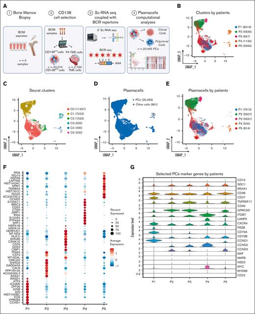 The landscape of SMM and MM PCs at single-cell resolution. (A) Overview of cohort of SMM and MM patients and experimental setup of the study, including CD138 sorting of PCs, 5' scRNA-seq coupled with BCR profiling and bioinformatic pipelines. (B-C) UMAP representation of analyzed cells by patients and by Seurat clusters. (D-E) Selection of PCs after cell assignment (D) and clustering of PCs by patients (E). (F) Dot plot of top 10 marker genes by patients. (G) Violin plot showing the normalized expression levels of 23 representative selected marker genes across the 5 patients.