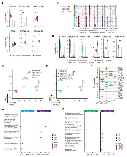 PCs and B cells in SMM and WM of patient P4. (A) Violin plot of BCR clonotypes of sample P4, representing the expression of heavy and light chains in each clonotype of SMM and WM cells. Clonotype 1 is represented in red, clonotype 2 in green, and polyclonal cells in blue. (B) CNAs analyzed by InferCNV pipeline, defining 3 different clonotypes: subclone 1 (MM PCs) is represented in light blue, subclone 2 (WM memory B cells) in green, and subclone 3 (WM PCs) in violet. (C) Violin plot representing the expression of heavy and light chain in each MM and WM subclones and in TME, represented in gray. (D-E) Color coded map of clonotypes and MM and WM subclones distribution in the UMAP space, with the same color code of panel B. TME is shown in gray. (F) Violin plot showing the expression of selected marker genes by subclones. (G-H) Pathway enrichment analysis, showing the comparison of transcriptional profiles of MM PCs vs WM PCs (G) and WM memory B cells vs WM PCs (H) (.1 as P value cutoff; Padj method by Benjamini-Hochberg; see “Materials and Methods”).