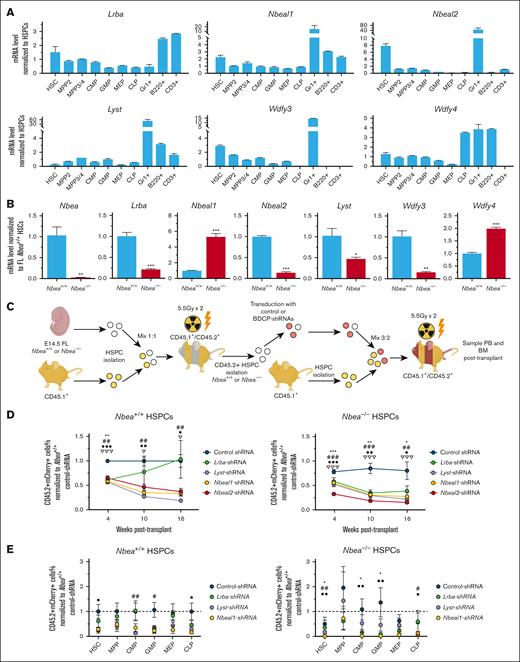 Lrba, Lyst, and Nbeal1 are positive regulators of BM-HSPC engraftment. (A) qRT-PCR of Nbea, Lrba, Lyst, Nbeal1, Nbeal2, Wdfy3, and Wdfy4 mRNA expression in the hematopoietic hierarchy of adult BM. (B) qRT-PCR of Nbea, Lrba, Lyst, Nbeal1, Nbeal2, Wdfy3, and Wdfy4 expression in Nbea+/+ and Nbea–/– E14.5 FL-HSCs. (C-E) Nbea+/+ and Nbea−/− CD45.2+ HSPCs recovered from CD45.1+/CD45.2+ recipients of E14.5- CD45.2+ FL-HSPCs 4 months after transplant were transduced with shRNAs targeting Lrba, Lyst, Nbeal1, or Nbeal2 and transplanted together with CD45.1+ HSPCs into CD45.1+/CD45.2+ (ratio 3:2). (C) Experimental schematic. (D) Percentage of mCherry+CD45.2+ PB after transplant of recipients of shRNA treated cells normalized to the average of control recipients. (E) Percentage of mCherry+CD45.2+ chimerism in the BM HSPCs at 20 weeks after transplant. Data are represented as mean ± SEM. ∗/#/•/∇P < .05; ∗∗/##/••/∇∇P < .005; ∗∗∗/###/•••/∇∇∇P < .001, relative to recipients of control-shRNA HSPCs. ∗ refers to Lrba-shRNA; # refers to Nbeal1-shRNA; • refers to Nbeal2-shRNA; and ∇ refers to Lyst-shRNA.