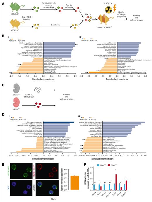 Nbea deficiency affects vesicle trafficking components at the transcriptional level. (A-B) Control and Nbea-shRNA–treated progenitors were transplanted into lethally irradiated recipients. mCherry+ cells were recovered from transplanted mice 10 weeks after transplant and subjected to bulk RNA sequencing. (A) Experimental schematic. (B) Pathway analysis based on transcriptional differences among control and Nbea-shRNA–treated progenitors in (i) biological processes and (ii) cellular components. Differences related to vesicle trafficking highlighted with an arrow. (C-D) E14.5 FL LT-HSCs were isolated from Nbea+/+ and Nbea–/ – embryos and subjected to bulk RNA sequencing. (C) Experimental schematic. (D) Pathway analysis including (i) biological processes and (ii) cellular components showing differences among Nbea+/+ and Nbea–/– E14.5 FL LT-HSCs. (E) Representative confocal images of BM HSC and NBEA/RCAS1 colocalization analysis (Pearson correlation coefficient). NBEA-A488 shown in green, RCAS1-A647 (Golgi) in red, and nuclei (DAPI) in blue. (F) qPCR analysis of NOTCH-regulated genes in E14.5 FL-HSC in Nbea+/+ and Nbea–/–. Data in panel B are from 2 independent samples. Data in panel D are from 1 sample. Data in panel F are from 3 samples, represented as mean ± SEM. ∗P < .05; ∗∗P < .005, relative Nbea+/+.