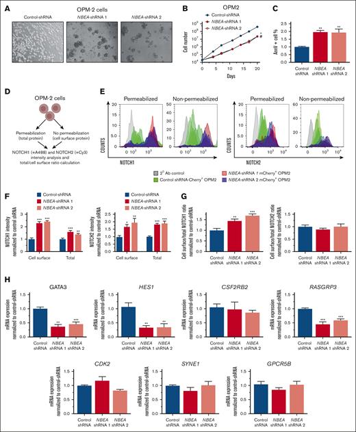 NBEA deficiency perturbs NOTCH proteins expression and cell localization. (A) Representative images of OPM2 cell lines expressing different NBEA-shRNAs (1 and 2) and control-shRNA. Transduced OPM2 cells for each shRNA were sorted based on mCherry+ expression. (B) Cell growth curves for OPM2 transduced cells. (C) Annexin V analysis in control- and NBEA-shRNA OPM2 cells. Percentage of annexin V+ cells is shown. (D-G) NOTCH1 and NOTCH2 cell surface and total expression in OPM2 transduced cells. (D) Experimental schematic. (E) Flow cytometry histograms showing NOTCH1 and NOTCH2 protein levels in the cell surface and total expression for each OPM2 cell line. (F) Quantification of NOTCH1 and NOTCH2 protein levels normalized to control-shRNA. (G) Ratio of cell surface and total levels of NOTCH1 and NOTCH2. (H) qRT-PCR analysis of NOTCH-regulated genes in OPM2 cell lines. Data are represented as mean ± SEM. ∗P < .05; ∗∗P < .005; ∗∗∗P < .001, relative to control-shRNA. ∗ refers to NBEA-shRNA 1; # refers to NBEA-shRNA 2. Ab, antibody.
