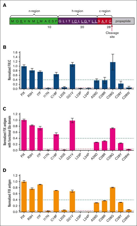 Characterizing FIX procoagulant activity and FIX antigen of missense variants in FIX’s SP by an in vitro cell system. (A) Sequence of FIX’s SP. The n-region (green), h-region (purple), and c-region (red) are indicated. The residues with reported missense variants were underlined. (B-D) The constructs of the variants were overexpressed in HEK293T cells in the medium with 10 μM vitamin K, and the FIX procoagulant activity (FIX:C), FIX antigen with functional Gla domain, and total FIX antigen were determined by using corresponding methods (see “Methods”). Relative values were normalized by wild-type (WT) FIX, which was defined as 1. The dashed green and red lines indicate the 40% and 5% level of WT FIX, respectively. Error bars are standard deviation calculated from 3 repeats. (B) Normalized FIX:C; (C) Normalized FIX antigen with functional Gla domain; and (D) Normalized total FIX antigen.