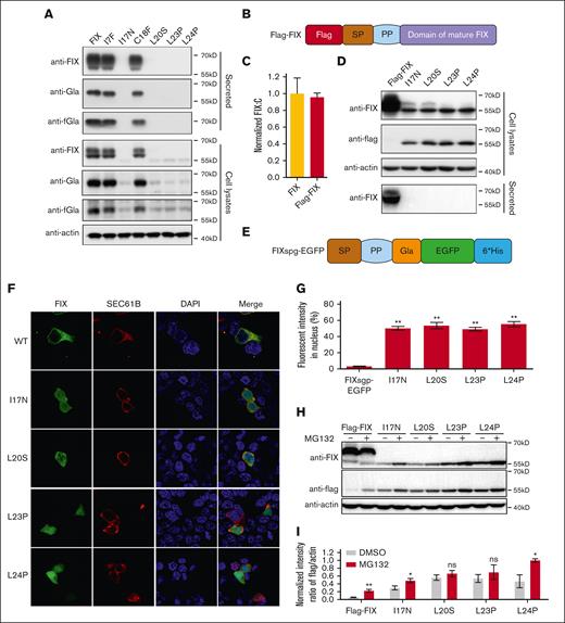 Missense variants in h-region destroy cotranslational translocation function of the SP. (A) The intracellular expressed and secreted FIX antigens were detected by immunoblotting using antibodies of anti-FIX, anti-Gla, and anti-FIX with functional Gla domain (anti-fGla), respectively. The variants were based on FIX construct. The β-actin was used as a loading control for cell lysate samples. (B) A scheme of Flag-FIX. A flag tag was inserted at the N-terminal of FIX. (C) Comparison of FIX:C between FIX and Flag-FIX. (D) Missense variants in h-region lead to the SP-retained FIX. The variants were constructed on the basis of Flag-FIX construct. The anti-flag antibody was used to detect the SP-retained FIX. (E) A scheme of chimeric fluorescent reporter FIXspg-EGFP. The construct contains the SP, propeptide (PP) and Gla domain of FIX, and was followed by EGFP. (F) The effect of c-region missense variants on subcellular localization of FIXspg-EGFP reporter. Variants in the SP h-region lead to mislocalization of the reporter FIXspg-EGFP in cytosol and nucleus. Sec61B-mcherry was used as an ER marker. Nuclei were stained with DAPI (4′,6-diamidino-2-phenylindole). (G) Quantification of fluorescent intensity in nucleus from panel F. Green fluorescent intensity of FIXspg-EGFP in the whole cell and nucleus was quantified by ImageJ. The percentage of fluorescent intensity in nucleus was calculated by dividing the fluorescent intensity in nucleus to that in the whole cell. Six to 10 cells were analyzed for each construct, and t test was performed between WT and variants by GraphPad Prism 7. ∗∗P < .01. (H) Proteasome inhibitor (MG132) prevented the degradation of the SP-retained FIX. The variants were constructed on the basis of Flag-FIX. The cells were cultured in a medium with 10 μM vitamin K. (I) Quantification of protein bands from panel H. The protein band intensity of anti-flag and anti-actin was quantified by ImageJ. The intensity ratio of anti-flag/anti-actin was calculated and normalized by MG132 treatment of L24P, which was defined as 1. Three independent experiments were analyzed, and t test was performed between MG132-treated and -untreated sample of each construct by GraphPad Prism 7. ns indicates no significant difference (P > .05); ∗∗P < .01; ∗P < .05.
