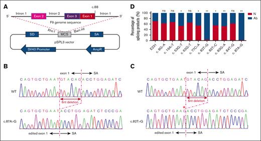 Some point variants lead to aberrant pre-mRNA splicing. (A) A scheme of modified exon 1 construct for minigene splicing assay. The exon 1 of F9 was fused with the exon 3 of F9 as shown (sequence in supplemental File 1), and the modified sequence was subcloned into the multicloning site (MCS) of pSPL3 vector, which was named as E231. The c.88 indicated the position of the last nucleotide of 3′ site of exon 1. (B-C) Comparison of sequencing chromatograms between canonical and 2 major aberrant splicing products in c.87A>G (B) and c.82T>G (C). Sequence changes were indicated by red arrow lines. WT indicated the canonical splicing product in E231. (D) Statistics of splicing products. Approximately 100 sequencing results of each construct were analyzed. The splicing products were classified into 2 groups: canonical splicing product (N) and aberrant splicing product (Ab). The percentage of each group was calculated. The χ2 analysis was performed using GraphPad Prism 7. ns indicates no significant difference (P > .05); ∗P < .05; ∗∗P < .01. AmpR, Ampicillin resistance gene; MCS, multicloning site; SA, exon with splice acceptor site; SD, exon with splice donor site.