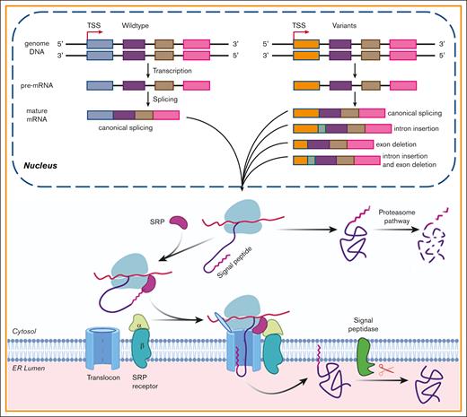 The effect of the SP variants on the biological processing of FIX. The pathogenic variants in FIX’s SP caused HB by missense variants and/or by aberrant pre-mRNA splicing. In nucleus, the gene was transcribed into pre-mRNA, and then the pre-mRNA was processed into mature mRNA. Some variants may disturb the processing of pre-RNA and lead to aberrant mature mRNA, which may generate aberrant protein products. The variants that did not disturb the process of splicing would cause missense variants. Missense variants in the SP h-region affected the cotranslational translocation function of the SP and produced the cytosol-located FIX, which was degraded by proteasome pathway. Those in c-region may disturb the cotranslational translocation and/or the SP cleavage. Additionally, a variation may cause HB by a mixture of above mechanisms. TSS, transcriptional start site; SRP, signal recognition particle.
