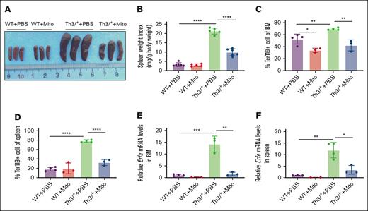 Mitoxantrone alleviated expanded erythropoiesis in β-thalassemic mice. (A-B) Representative images (A) and weight statistics of spleens (B). Percentages of Ter119+ cells assayed by flow cytometry in bone marrow (C) and spleens (D). Erfe mRNA levels detected by qRT-PCR in bone marrow (E) and spleens (F). The groups mean WT and HbbTh3/+ (Th3/+) mice treated with either Mito or PBS. The bar plot represents the mean ± SD of samples (n = 6-8 mice per group). ∗P < .05; ∗∗P < .01; ∗∗∗P < .001; ∗∗∗∗P < .0001.