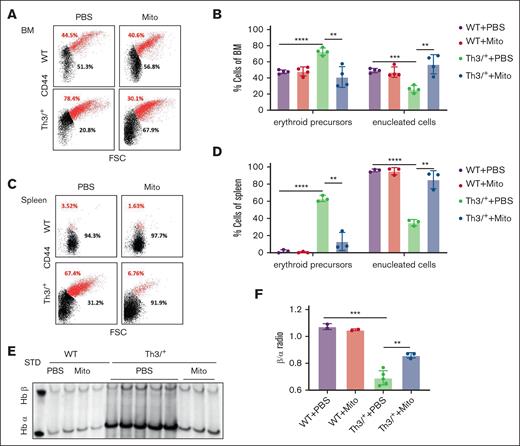Mitoxantrone improved ineffective erythropoiesis in β-thalassemic mice. Representative density plots (A) of flow cytometry analysis with CD44 (y-axis)/Ter119/FSC (x-axis) as markers of nucleated (red) and enucleated (black) erythroid cells and statistics (B) in bone marrow Ter119+ cells. Representative density plots (C) of flow cytometry analysis with CD44 (y-axis)/Ter119/FSC (x-axis) as markers of nucleated (red) and enucleated (black) erythroid cells and statistics (D) in spleen Ter119+ cells. Representative image (E) and densitometry quantification (F) of α-globin precipitation on circulation erythrocyte membrane via triton-acetic acid-urea gel analysis. The groups mean WT and HbbTh3/+ (Th3/+) mice treated with either Mito or PBS. The bar plot represents the mean ± SD of samples (n = 6-8 mice per group). ∗P < .05; ∗∗P < .01; ∗∗∗P < .001; ∗∗∗∗P < .0001. FSC, forward scatter.