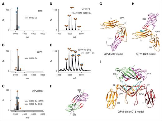 Characterization of GPVI-Affimer complexes by native mass spectrometry and molecular modeling. (A-E) The native mass spectra of D18 (dimeric, measured molecular weight is at 21 760 Da, approximately two-fold larger than that calculated based on the monomeric protein sequence, at 11 013 Da) (A), GPVI monomer N72Q (monomeric, measured molecular weight is at 21 380 Da, similar to that based on the monomeric protein sequence, at 21 249 Da) (B), GPVI monomer N72Q with D18 (no complex formation detected, measured molecular weight is at 21 380 and 21 810 Da for GPVI and D18, respectively) (C), GPVI-Fc N72Q (monomeric, measured molecular weight is at 98 040 to 98 530 Da due to heterogeneous glycosylation in Fc, similar to that based on the sequence of the monomeric protein, at 95 154 Da) (D), and GPVI-Fc N72Q with D18 (1:1 complex formation detected, measured molecular weight is at 120 641 Da, similar to that based on the protein sequence of the 1:1 complex, at 117 181 Da) (E). Orange diamonds and blue spheres represent GPVI and Affimer D18, respectively. (F) Molecular model of D18 dimer generated using AlphaFold. Molecular docking model of M17 (G), D22 (H), and D18 (I) interacting with GPVI generated using high ambiguity driven protein-protein docking. GPVI is colored in orange and brown. The regions interacting with Affimers predicted by HDX-MS are colored in cyan. Affimers are colored in magenta and green. The variable loops that are crucial for interacting with GPVI are colored in red.