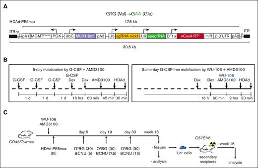 HDAd-PE5max vector and schematic of the experiment. (A) Top panel: expected prime editing of SCD mutation. In addition to fixing the sickle mutation (T > A conversion), a G > A silent mutation is introduced to prevent the prime editor from continuous editing by destroying the PAM. New nucleotides are shown as green letters. Bottom panel: the HDAd-PE5max vector contains engineered prime editor guide RNA (epegRNA), codon–optimized editing enzyme, dominant negative MLH1 gene, and MGMTP140K cassette for in vivo selection. EF1α, elongation factor 1α promoter; miR RNA/β-3’UTR, miR-183-5p and miR-218-5p target sites embedded into β-globin to suppress nCas9-RT expression in HDAd producer cells; pA, polyadenylation signals (pA1, BGH pA; pA2, SV40 pA; pA3, rabbit β-globin pA); U6, U6 RNA polymerase III promoter; UbC, human ubiquitin C promoter. (B) Mobilization regimens. Left panel: G-CSF + AMD3100 regimen. G-CSF (250 μg/kg) was given SC for 4 days, followed by 1 SC injection of AMD3100 (5 mg/kg) on the 5th day. Dexamethasone (10 mg/kg) was injected IP 16 hours and 1.75 hours before the first HDAd dosing to blunt cytokine responses. HDAd-PE5max was injected IV in 2 doses (each 4 × 1010 vp per animal) at 45 and 75 minutes after AMD3100. Right panel: WU-106 + AMD3100 regimen. WU-106 (10 mg/kg, SC) and AMD3100 (5 mg/kg, SC) were injected together. HDAd was administered IV 2 and 2.5 hours after WU-106 + AMD3100 (in 2 doses each 4 × 1010 vp per animal). Cytokine prophylaxis with dexamethasone was done 16 hours and 2.5 hours before the first HDAd injection. (C) Mobilized CD46/Townes mice were transduced with HDAd-PE5max via IV injection. Three rounds of selection were conducted on days 5, 19, and 33 after transduction by IP injection with the indicated doses of O6BG/BCNU. The primary mice were euthanized at week 16 after transduction. BM Lin– cells were isolated from primary mice and infused into lethally irradiated C57BL/6 mice. The secondary transplanted mice were followed for 16 weeks for terminal analyses.