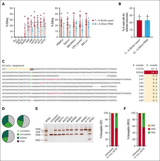 Target-site correction and sickle cell hemoglobin (HbS) to normal adult hemoglobin (HbA) conversion in HDAd-PE5max transduced mice after WU-106 + AMD3100 mobilization. (A) Target-site editing measured using Sanger sequencing. Editing at the sickle mutation site (T > A) and silent PAM site (G > A) are shown. Left panel: editing in PBMCs. Right panel: editing measured at week 16 after in vivo transduction in PBMCs, spleen, BM MNCs, pooled CFUs, and BM Lin–. Each dot represents an individual animal. (B) Target base conversions in BM MNCs (week 16), as measured by NGS. Each dot represents an individual animal. (C) Top alleles with frequencies >0.1% in mouse #4985, measured by NGS. (D) Allelic analysis of single Lin– cell–derived progenitor colonies. Editing was measured at day 11 after plating transduced Lin– cells. Shown are data from 3 mice with the indicated ear tag number. Twenty-four colonies from each mouse were analyzed. (E-F) Analyses of Hb composition. Whole blood samples at week 16 after in vivo transduction were analyzed. Samples from untreated CD46/Townes mice were used as a control. (E) Separation of Hb variants by IEF electrophoresis. Each lane represents 1 mouse (ear tag number labeled) or Hb AFSC controls. Bands in the AFSC controls, indicating 4 different Hb variants, are labeled. “ex vivo” indicates a control sample with near complete HbS to HbA conversion published previously.5 The sample was collected from a mouse transplanted with CD46/Townes Lin– cells ex vivo and transduced with HDAd-PE5max. The intensity of the bands was analyzed using ImageJ software and is summarized by the bar graph on the right. (F) Percentages of Hb variants measured by high-pressure liquid chromatography. For comparisons of multiple groups, 1-way and 2-way ANOVA with Bonferroni posttest for multiple comparisons was used. Statistical analysis was performed using GraphPad Prism version 10.0.3. ∗∗∗P ≤ .001, ∗∗P ≤ .01, ∗P ≤ .05.