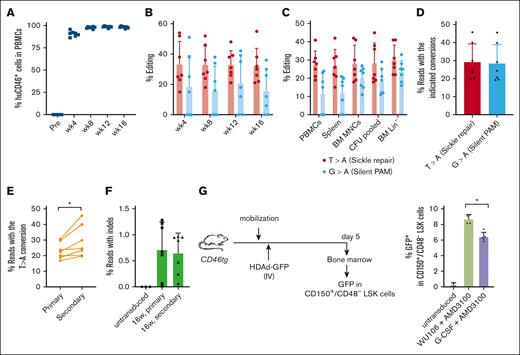 Analyses of secondary recipients. Lin− cells from in vivo transduced mice were transplanted into lethally irradiated C57Bl/6 mice (N = 7). The cells from 1 donor were injected into 1 recipient. (A) Engraftment based on human CD46 expression in PBMCs measured by flow cytometry. (B) Editing of target sites in PBMCs at the indicated weeks after transplantation measured by Sanger sequencing. (C) Editing measured by Sanger sequencing at week 16 after transplantation of PBMCs, splenocytes, BM MNCs, pooled CFU cells, and BM Lin− cells. (D) Target base conversions T > A (sickle repair) and G > A (silent PAM) measured by NGS in week 16 BM MNCs. (E) Comparison of correction levels between the primary mice and secondary recipients. Individual primary (donor) and secondary (recipient) mice were matched using a paired Student's t test. ∗P ≤ .05. (F) Indel frequencies measured by NGS in week 16 BM MNCs of primary mice and secondary mice. (G) GFP expression in LT-HSCs was characterized by the following phenotype: CD150+/CD48–/LSK. Left panel: schematic of the experiment. CD46-transgenic mice were either mobilized with G-CCSF + AMD3100 or WU-106/AMD3100 as described in Figure 1. HDAd-GFP was injected IV 45 and 75 minutes after AMD3100 (in 2 doses of each 4 × 1010 vp per mouse) for G-CSF/AMD3100 mobilized mice, or 2 hours and 2.5 hours after WU-106 AMD310 (also in 2 doses of each 4 × 1010 vp per mouse). Five days later, the mice were euthanized and BM MNCs were analyzed by flow cytometry for GFP expression in LT-HSCs. Right panel: percentage of GFP+ LT-HSC cells. One-way ANOVA with Bonferroni posttest for multiple comparisons was used. ∗P ≤ .05.