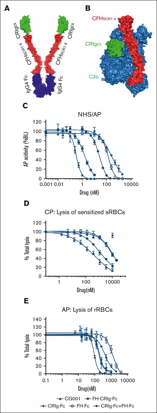 Design of CG001 and its inhibitory effect on complement pathways. (A) Schematic of CG001. It is composed of the extracellular domain of CRIg (green CRIgEX; PDB, 2ICC13), the short consensus repeat (SCR) 1-5 of FH (red FHSCR1-5; image showing SCR1-4 from PDB, 2WII14 in panel B), and the Fc fragment of human IgG4 (purple IgG4 Fc; PDB, 4C5415). (B) Composite image of the binding of CRIgEX (green; PDB, 2ICF13) and FHSCR1-4 (red; PDB, 2WII14) to C3b (sky blue). Diagrams were generated with PyMOL molecular visualization software. (C) Comparison of CG001 with other CRIg- or FH-derived fusion proteins to inhibit AP activation using the Wieslab complement system AP kit. The IC50 was 0.83 ± 0.12 nM for CG001; 1.35 ± 0.49 nM for FH-CRIg-Fc; 239.3 ± 123.5 nM for CRIg-Fc; 121.6 ± 36.2 nM for FH-Fc; and 24.55 ± 0.31 for CRIg-Fc + FH-Fc. (D-E) Effect of CG001 on protecting erythrocytes from complement-mediated hemolysis. (D) CP was activated by 0.2% sheep erythrocyte hemolysin and 1% NHS to induce the hemolysis of sheep erythrocytes (sRBCs), whereas (E) AP was directly activated by 12% NHS to induce the hemolysis of rabbit erythrocytes (rRBCs). The IC50 was 446.2 ± 89.06 nM for CG001; 1083 ± 168.18 nM for FH-CRIg-Fc; 5458 ± 1036.81 nM for FH-Fc; and 9269 ± 307.45 nM for CRIg-Fc + FH-Fc for CP. The IC95 was 34.19 ± 3.77 μM for CG001; 68.66 ± 45.85 μM for FH-CRIg-Fc; 111.07 ± 24.13 μM for FH-Fc; and 176.11 ± 7.15 μM for CRIg-Fc + FH-Fc for CP. CRIg showed little inhibitory activity against CP. In addition, the IC50 was 88.88 ± 8.31 nM for CG001; 167 ± 8.66 nM for FH-CRIg-Fc; 416.1 ± 52.83 nM for CRIg-Fc; 1231 ± 146.83 nM for FH-Fc; and 195.4 ± 16.34 nM for CRIg-Fc + FH-Fc for AP. The IC95 was 206.83 ± 7.83 nM for CG001; 419.23 ± 139.03 nM for FH-CRIg-Fc; 2160 ± 345.98 nM for CRIg-Fc; 5040 ± 1846.65 nM for FH-Fc; and 551.05 ± 158.17 nM for CRIg-Fc + FH-Fc for AP (E). Values represent the mean ± standard deviation (SD), and the experiments were performed at least 3 times.