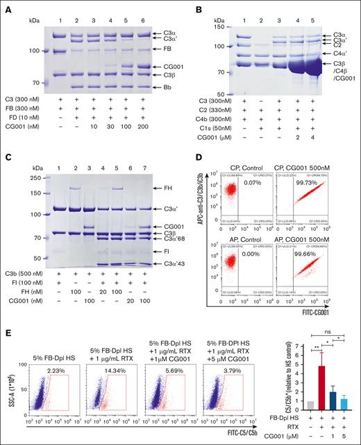 Molecular mechanism by which CG001 inhibits complement activation. (A) CG001 inhibited the C3 convertase in AP. In the presence of FB and FD, the C3α chain of C3 was cleaved to C3α′ and released C3a, which was inhibited by CG001 in a dose-dependent manner. (B) CG001 failed to inhibit the C3 convertase in CP. In the presence of C2, C4b, and C1s, C3α was cleaved to C3α′ and C3a was released; however, CG001 failed to block this process even at high concentrations. (C) CG001 promoted C3b degradation. The C3α′ chain of C3b was proteolyzed to C3α′68 and C3α′43 by FI in the presence of FH or CG001, in which CG001 displayed a similar potency to FH. (D) CG001 bound to the specific cell surface with C3b/iC3b deposition. CP and AP were activated in Raji cells, and the deposition of C3b/iC3b and CG001 was determined by a flow cytometry assay. (E) CG001 impaired C5 binding to the cell surface upon CP activation. After CP activation by rituximab and FB-depleted human serum in Raji cells, C5 was recruited to the membrane-bound C5 convertase C4bC2aC3b, and the resultant proteolytic C5b fragment was inserted into the cell surface, all of which could be detected by anti-C5/C5b antibody with a flow cytometry assay. CG001 reduced C5/C5b staining by preventing C5 recruitment and C5b production by binding to the C3b subunit of C5 convertase. Values represent mean ± SD, and experiments were performed in triplicate. ∗P < .05 and ∗∗P < .01.